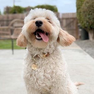 Meet your Posher, Stella